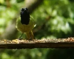 Green Jay