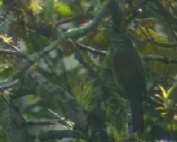 Myadestes obscurus