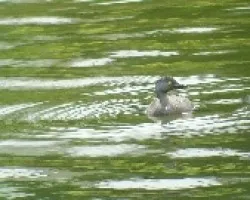 Podiceps dominicus