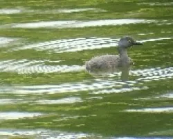 Podiceps dominicus