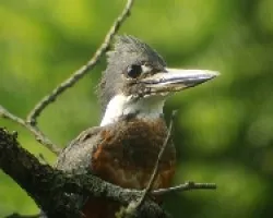 Megaceryle torquata