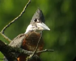 Megaceryle torquata