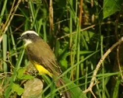 Myiozetetes similis