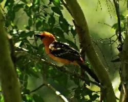 Altamira 1