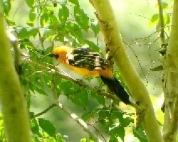 Icterus gularis