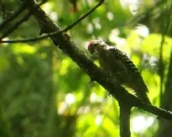 Picoides scalaris