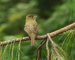 Empidonax occidentalis