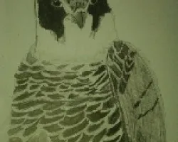 Halcon Murcielaguero