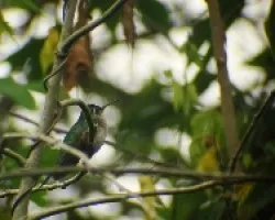 Fandanguero colicuna