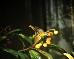 Calandria