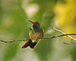 Amazilia
