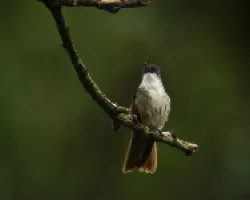 Amazilia cyanocephala