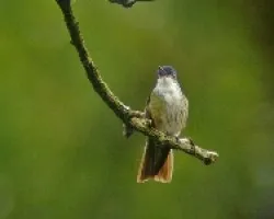 Amazilia cyanocephala