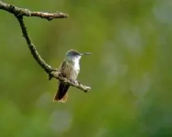 Amazilia cyanocephala