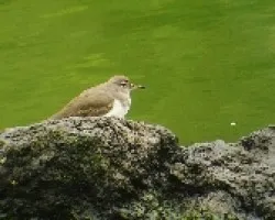 Alzacolita