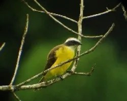 Pechoamarillo