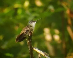Colibri 1