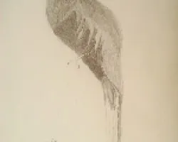 Pharomachrus mocinno