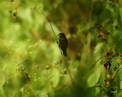 Volatinia jacarina
