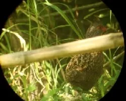 Dendrortyx barbatus