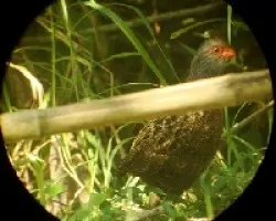 Dendrortyx barabatus