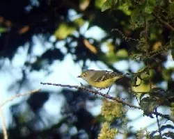Vireo