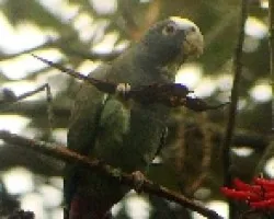 Pionus 1