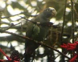 Pionus 2