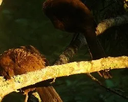 Chachalaca