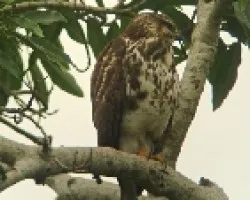 Gray Hawk