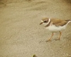 Semipalmeado