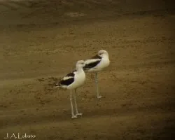 Avocetas