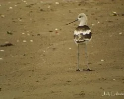 Avoceta