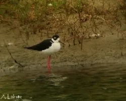 Monjita