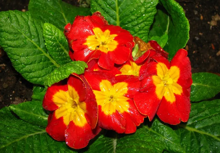 Foto
