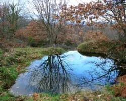 Reflejos en la charca