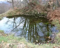 Reflejos en la charca