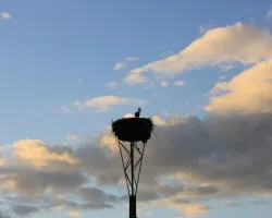 La cigíÂ¼e?a y el atardecer