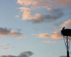 La cigíÂ¼e?a y el  atardecer