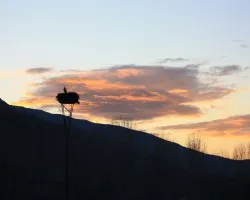 La cigíÂ¼e?a y el atardecer