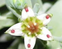 La primera flor