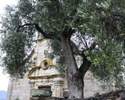 El olivo