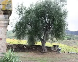 El olivo