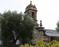 El olivo