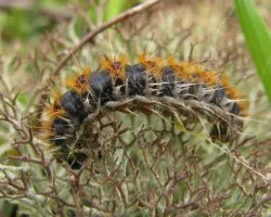 Procesionaria