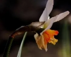Narciso con defecto