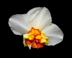 Narciso con defecto