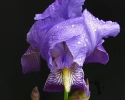 Belleza silvestre