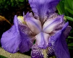 Belleza silvestre