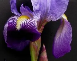 Belleza Silvestre